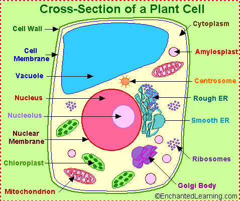  nucleus of a cell. All animal cells are different than plant cells