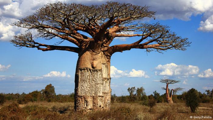 Pohon Baobab di Madagaskar | Foto: PS 119 Amersfort School of Social Awareness